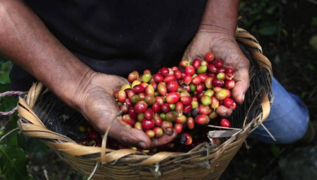 Exportaciones de café hondureño suben 154,2 % en divisas y 62,1 % en volumen
