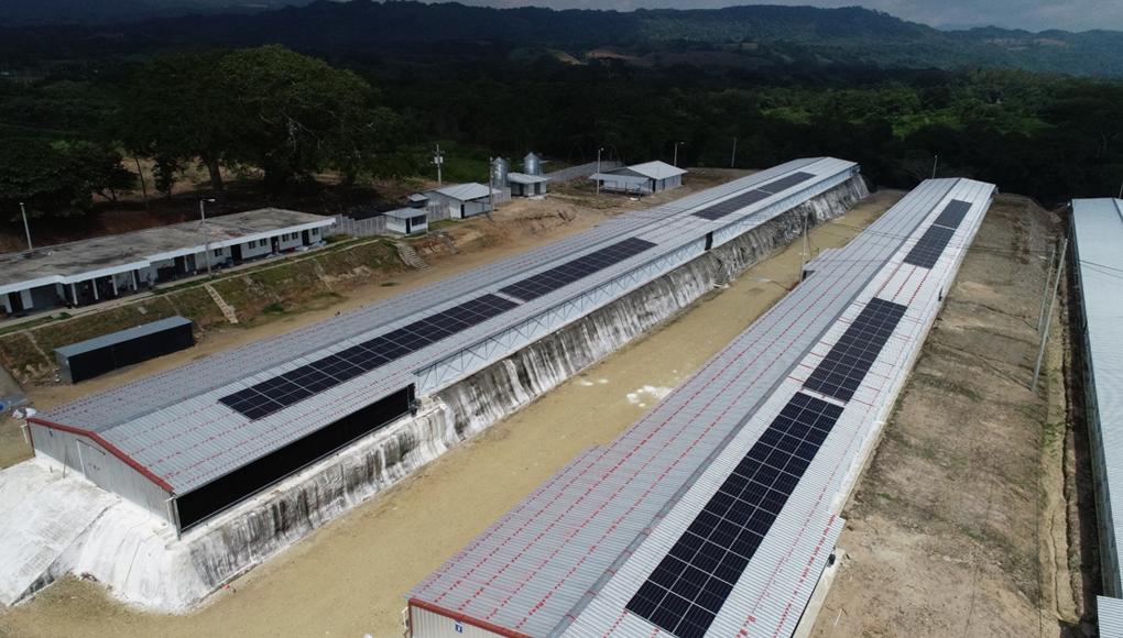 Granja avícola de CMI con paneles solares para garantizar una producción animal sostenible y combatir el cambio climático.