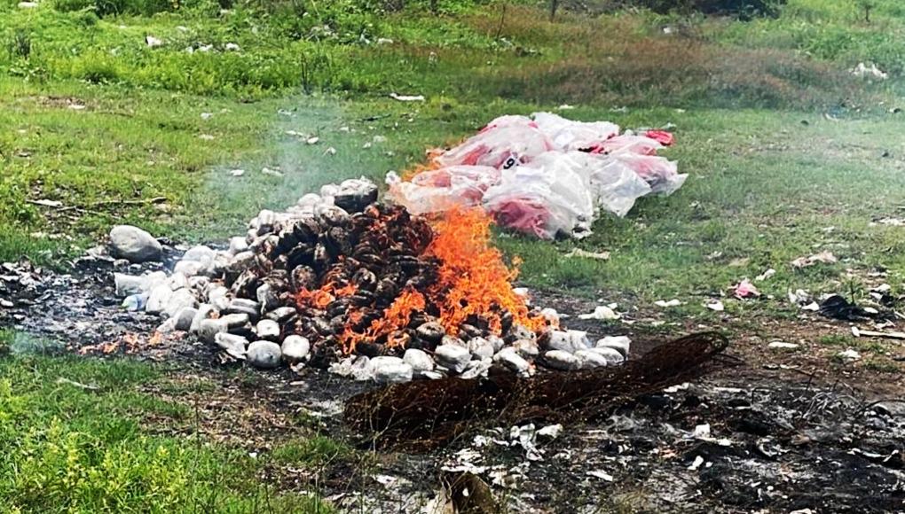 Incineran 1,304 paquetes de marihuana en Choluteca