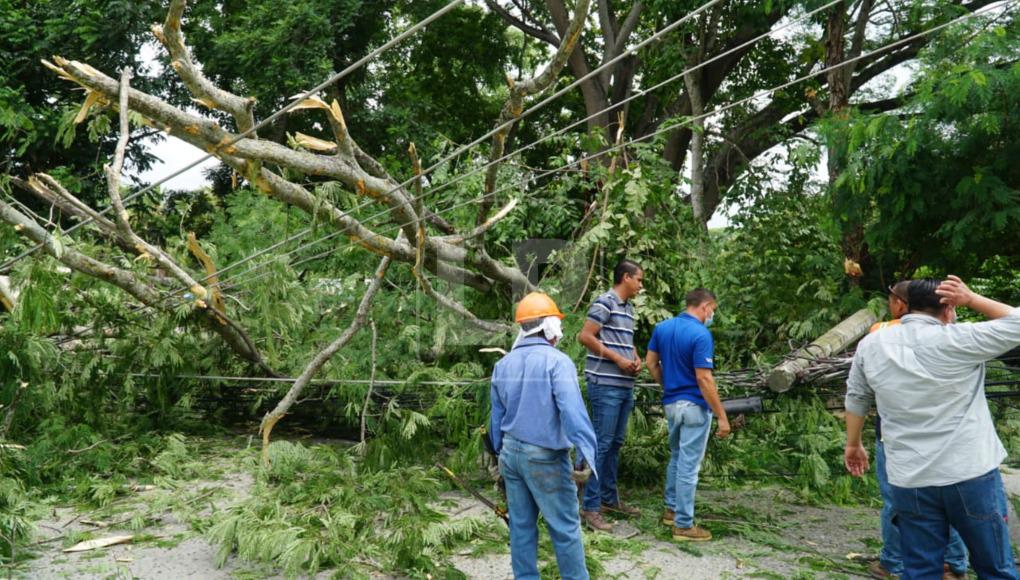 La caída del árbol afectó a varios vehículos. No se reportaron personas heridas ni muertas tras el incidente. 