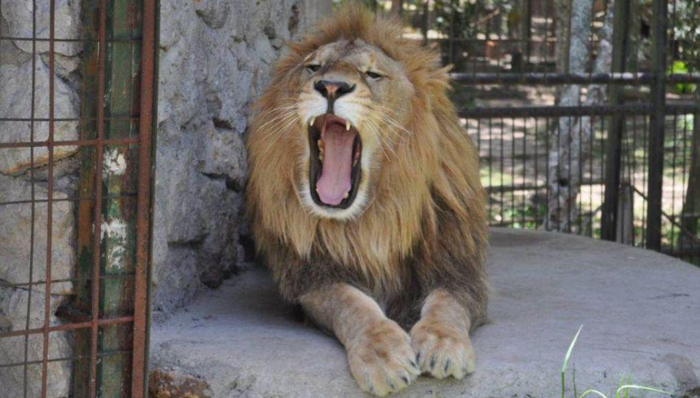 Cuidador del león Simba en El Picacho: “Él es tranquilo, pasa sentadito”