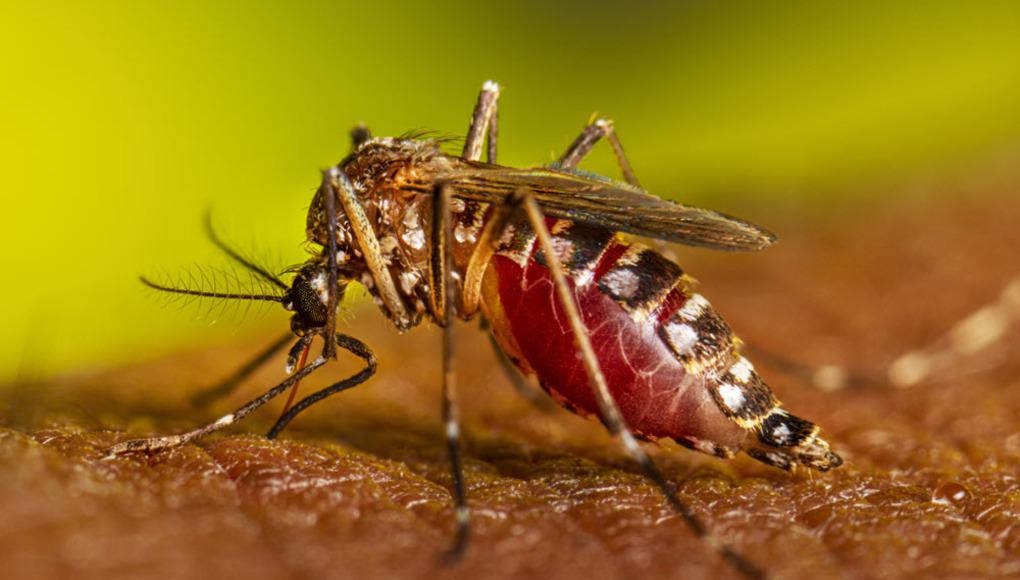 Epidemia silenciosa: Honduras reporta preocupante aumento de casos de dengue