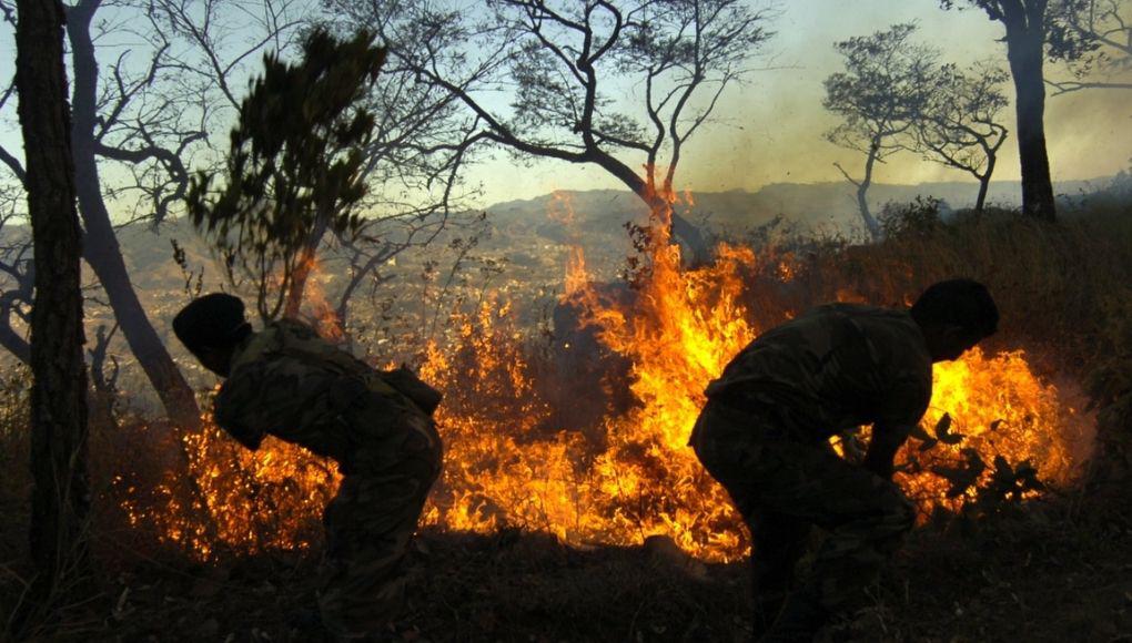 Unas 79,000 hectáreas de bosque afectadas por incendios en 2022