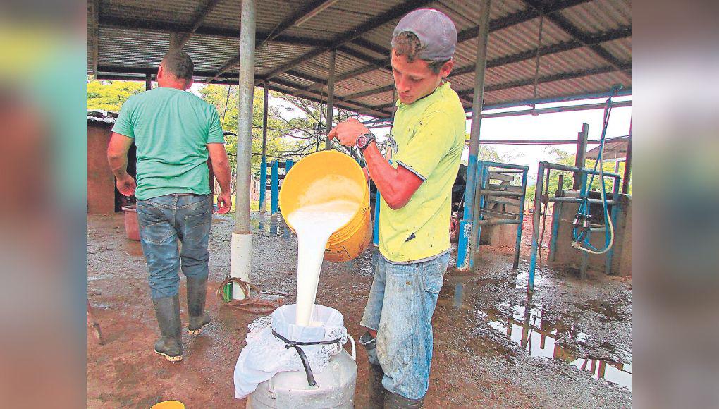 Ganaderos piden L2 más por litro de leche que venden a las plantas
