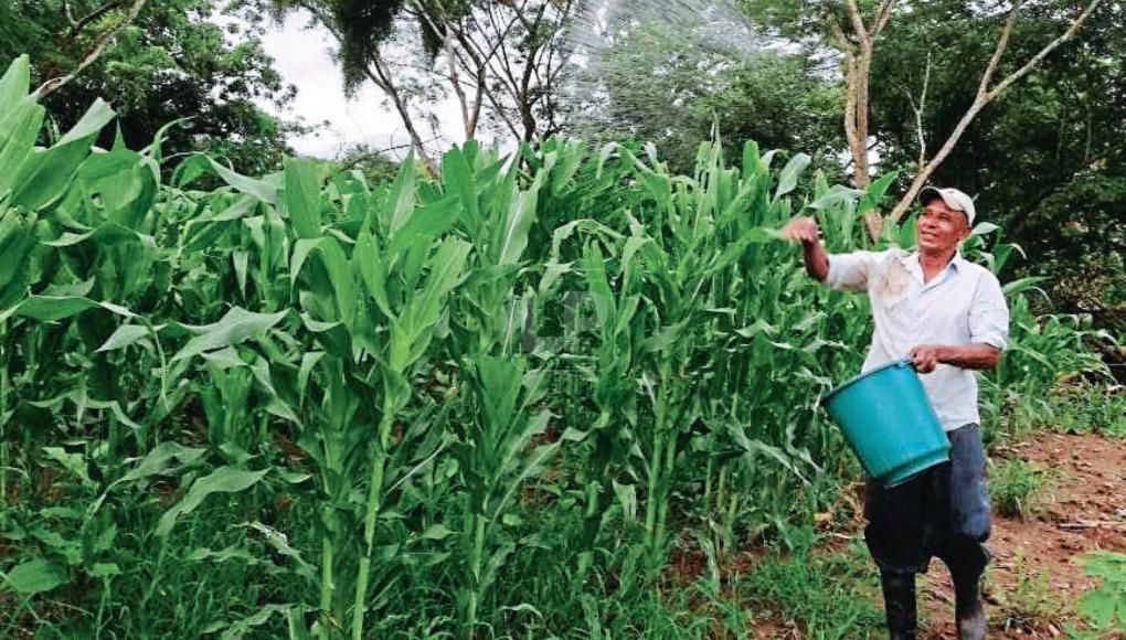 Desde L5,000 hasta L5 millones presta Banadesa a productores