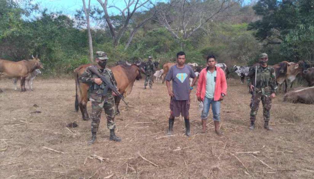 Nicaragua detiene a hondureños por traficar con 41 vacas