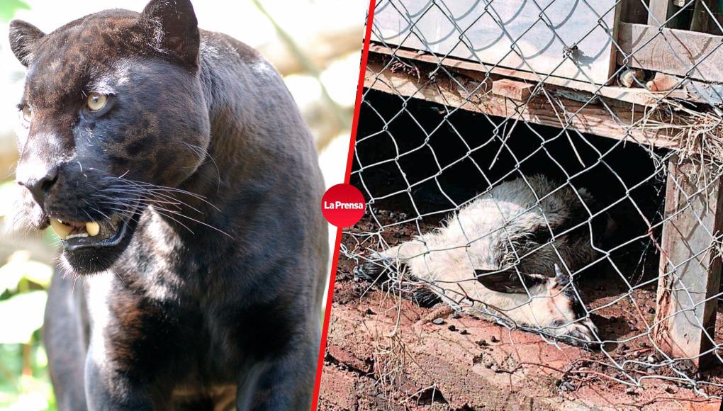 Felinos de gran tamaño están devorando el ganado en Copán