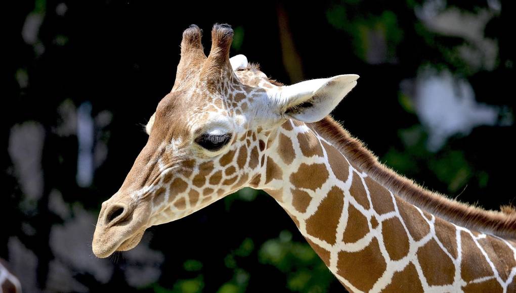 La muerte de la jirafa Big Boy causó tristeza entre la población hondureña.