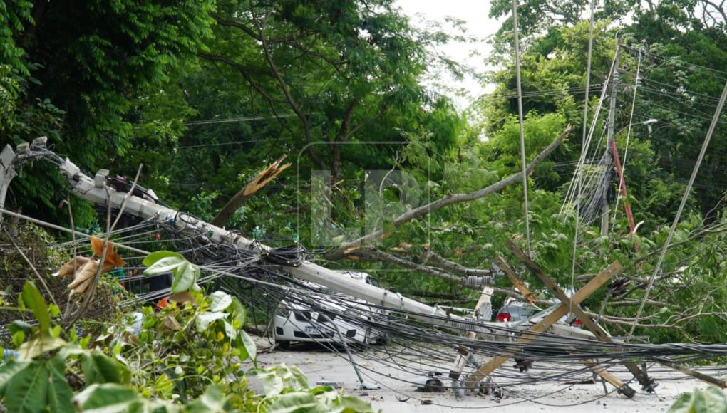 Reportes indican que un enorme árbol se desplomó y provocó que el tendido eléctrico de la colonia Stibys sucumbiera sobre varios automóviles. 