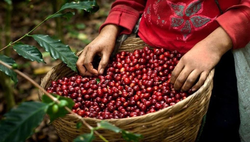 Honduras recibe 1,448 millones de dólares al cierre de la cosecha de café