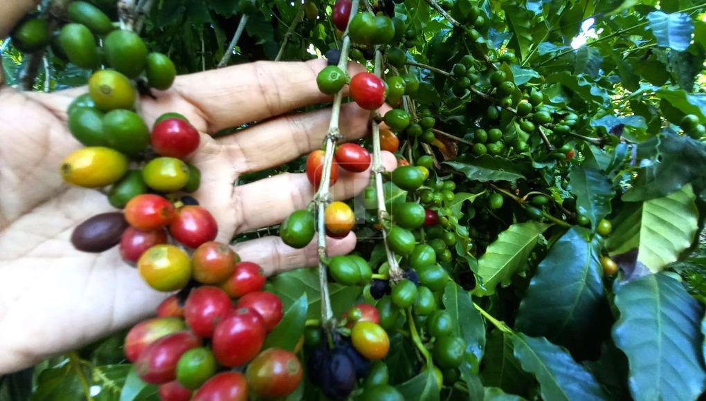 Envíos de café hondureño suman $1,345 millones
