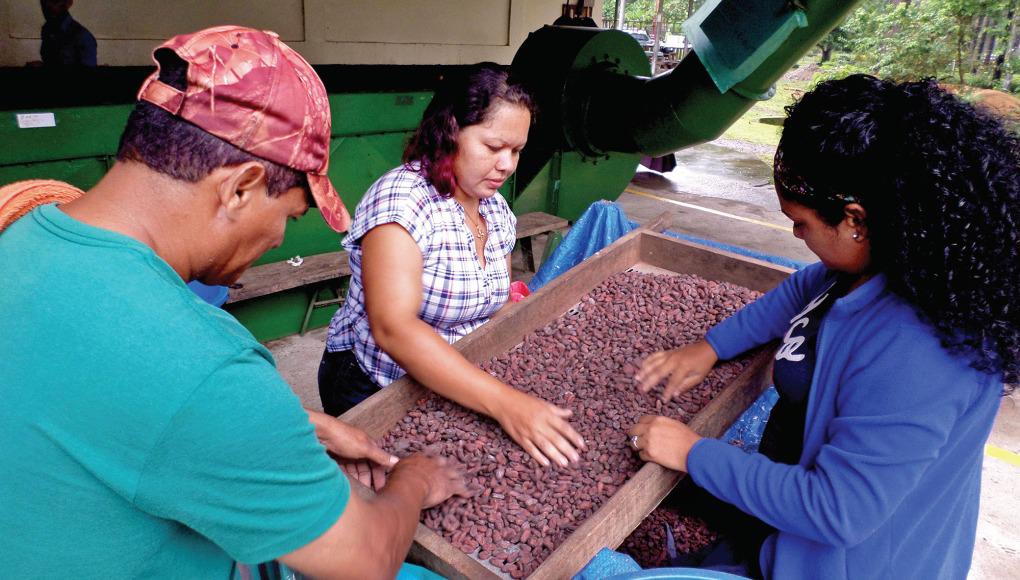 Buscan impulsar producción y exportación de cacao fino hondureño
