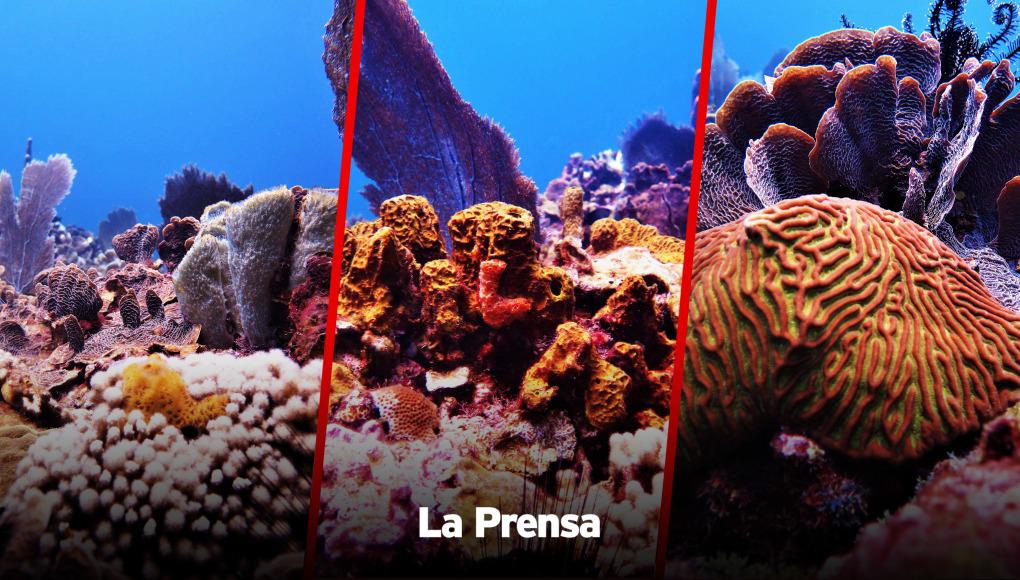 Extraña enfermedad ataca arrecifes de Islas de la Bahía