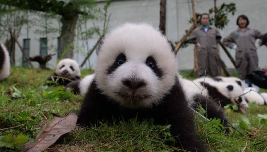 Presentan a 36 bebés pandas gigantes