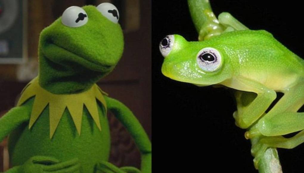 La Rana René vive en Costa Rica