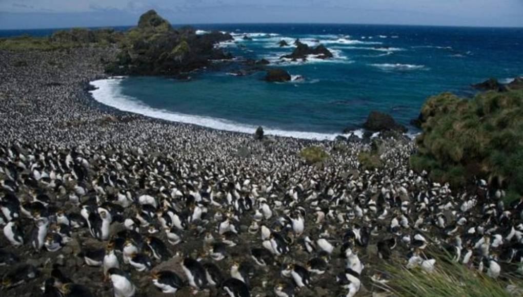 Macquarie, el refugio de los pingüinos