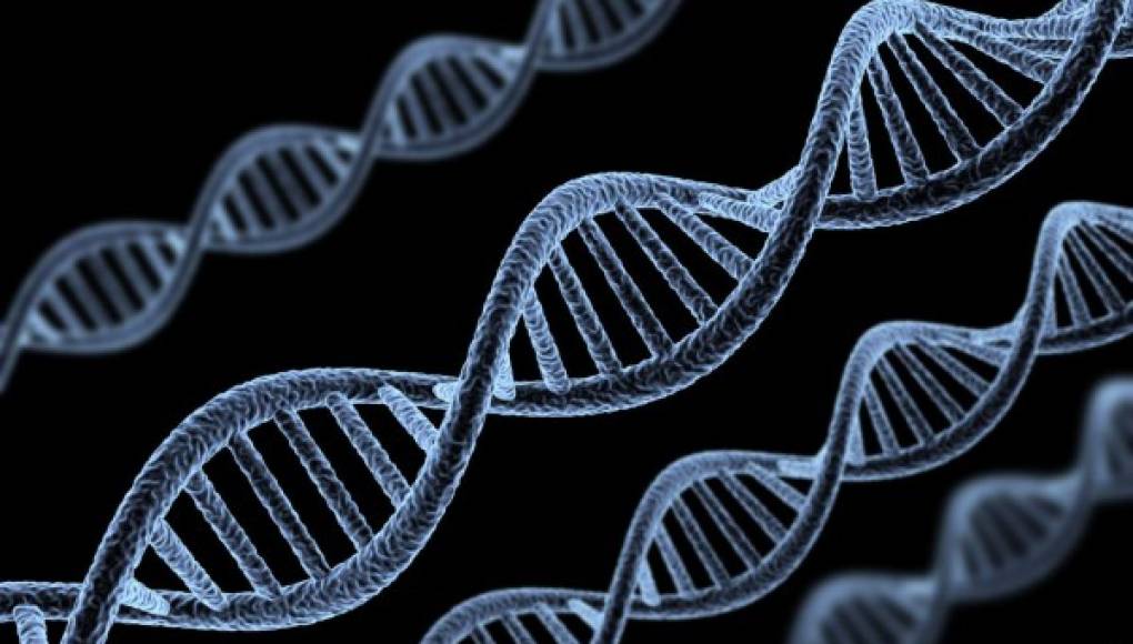 Los genes empiezan a mutar poco después de que empiece la vida, según un estudio