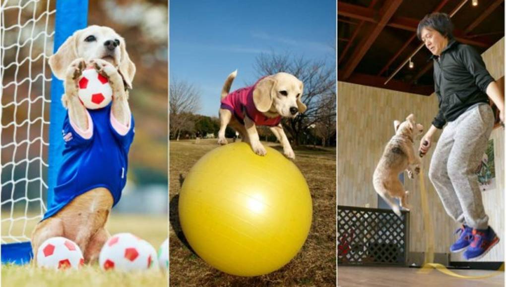 Purin, el perro de los Récords Guinness