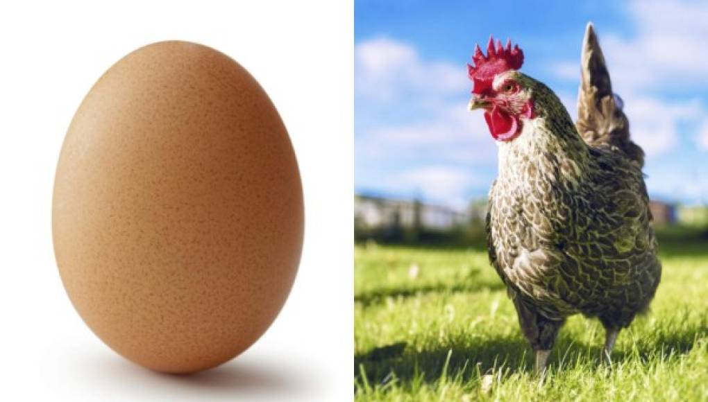 Resuelven el misterio del huevo y la gallina