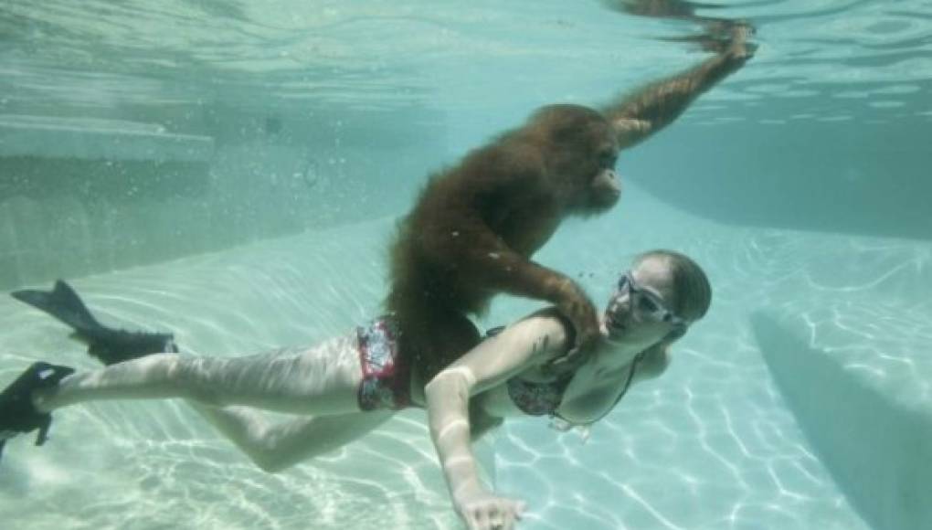 El orangután que bucea
