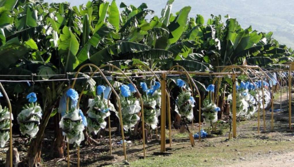 1.8 millones de cajas de banano esperan exportar productores de Guanchías