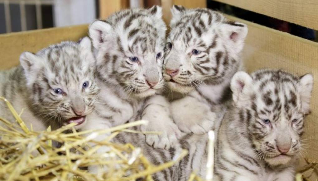 Presentan cuatrillizos de tigres blancos