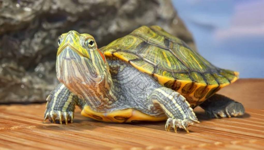 Medidas de higiene necesarias para las tortugas