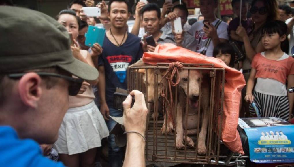 Inicia el polémico festival de carne de perro en China