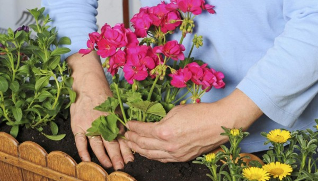 Plantas purificadoras para tener en el hogar