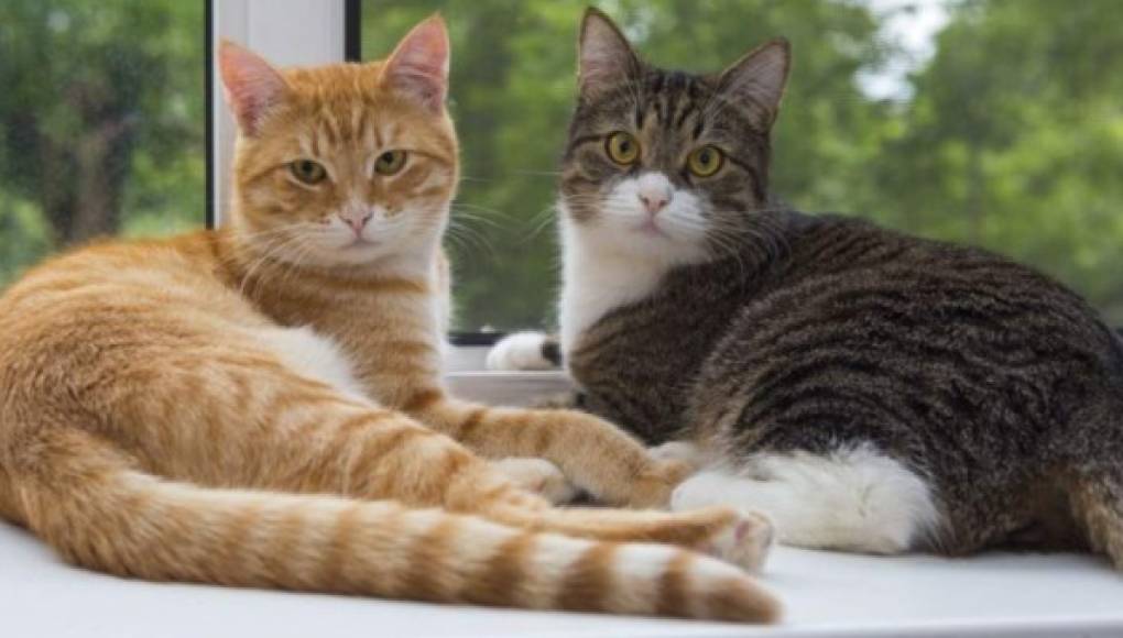 Los gatos son una especie más susceptible al coronavirus, afirma la OMS