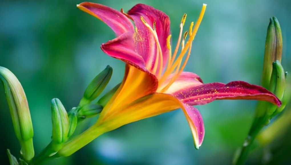 Tips para hacer florecer tus plantas