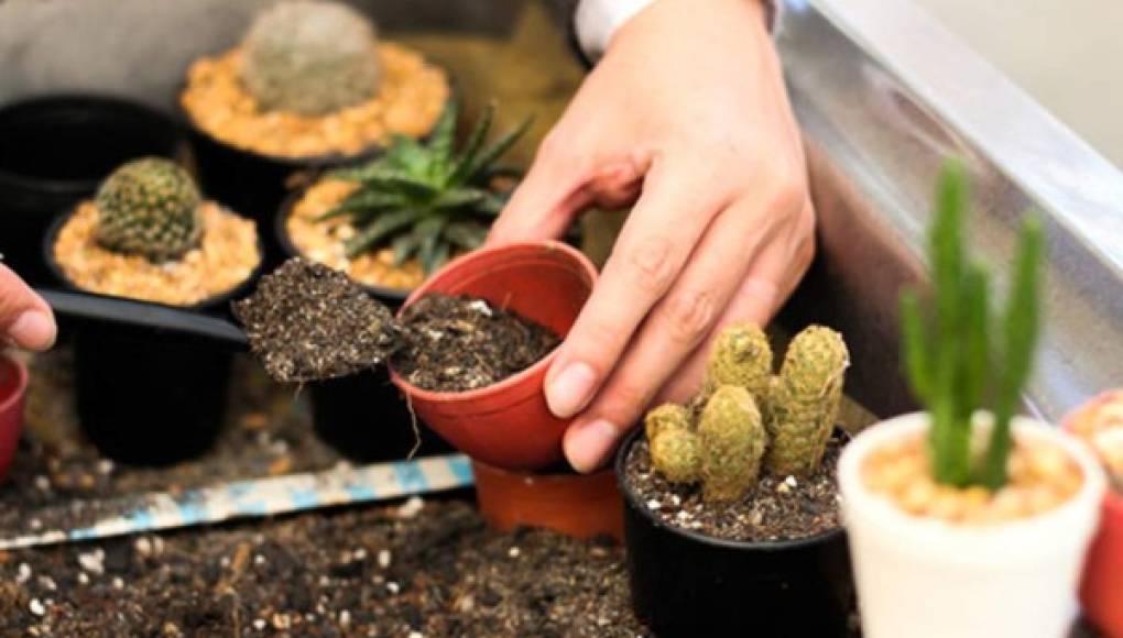 Cómo cuidar los cactus en el hogar