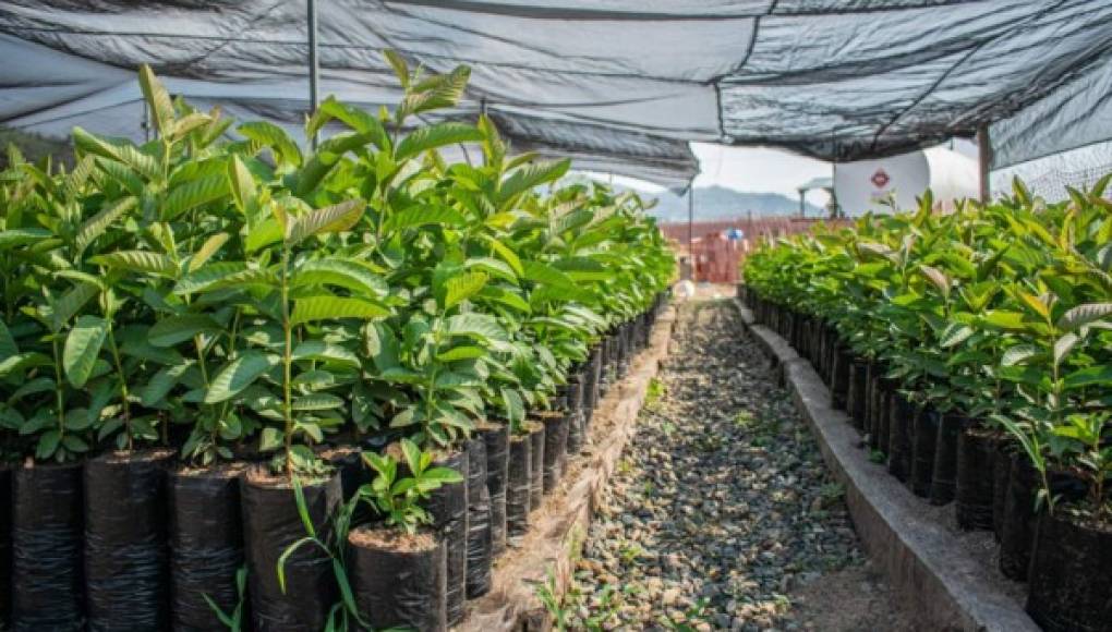 Empresa minera Los Pinares donará más de 14,000 plantas en Tocoa para contribuir al cuidado ambiental