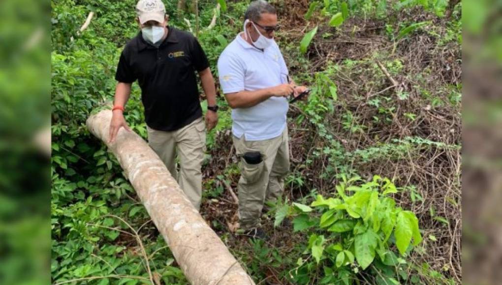 Investigan daño en más de 20 manzanas de bosque en La Ceiba