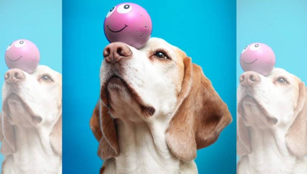 Escoge el juguete ideal para tu mascota