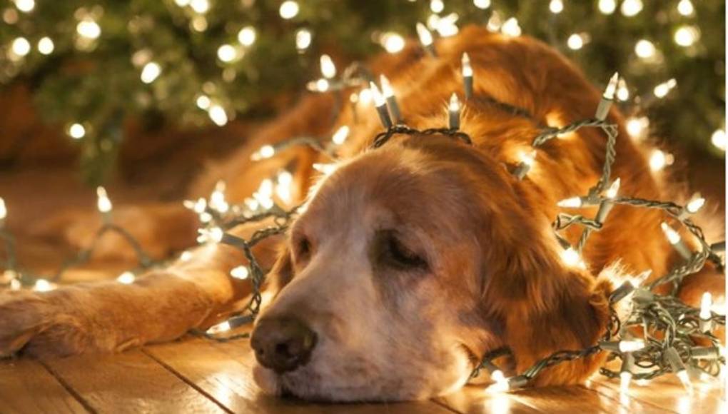 12 medidas para disfrutar una Navidad segura