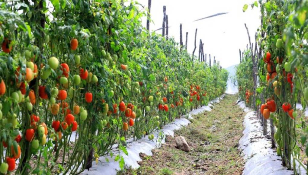 Corredor Seco está generando 25 millones de libras de vegetales