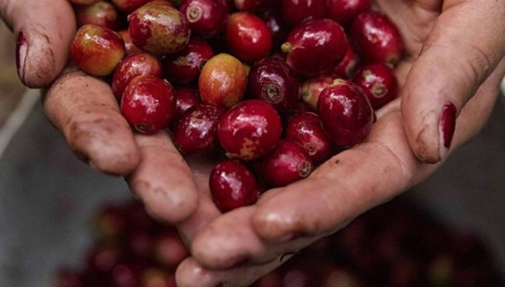 Ingresos por exportación de café hondureño suben 7.3 % en ocho meses de ciclo