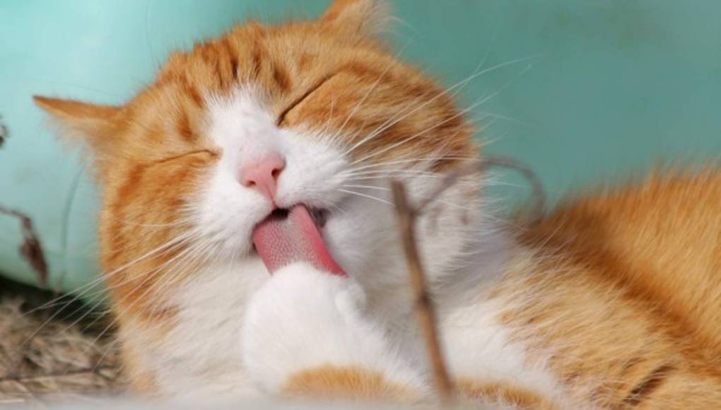 Primeros auxilios para heridas de su felino