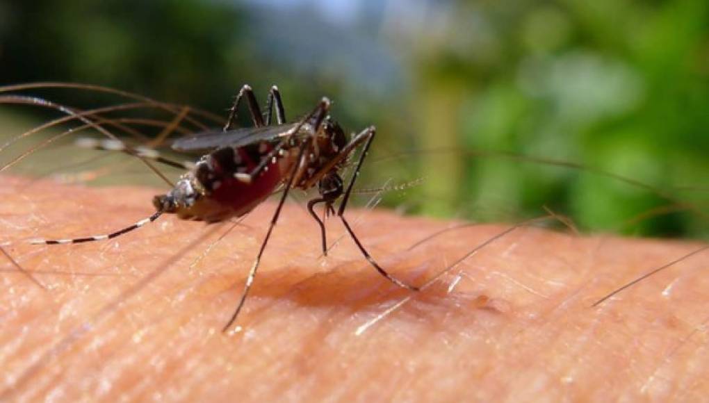 Chikungunya, el virus del dolor