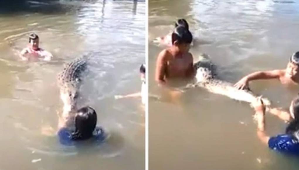 Video viral: Niños nadan y juegan con un enorme cocodrilo