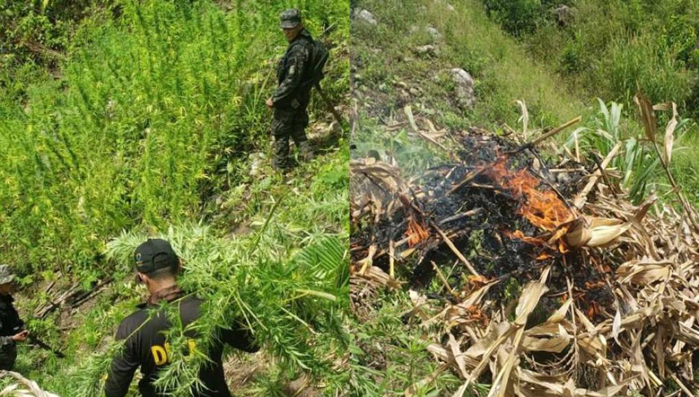 Erradican cultivo de 8,000 plantas de marihuana en Tocoa
