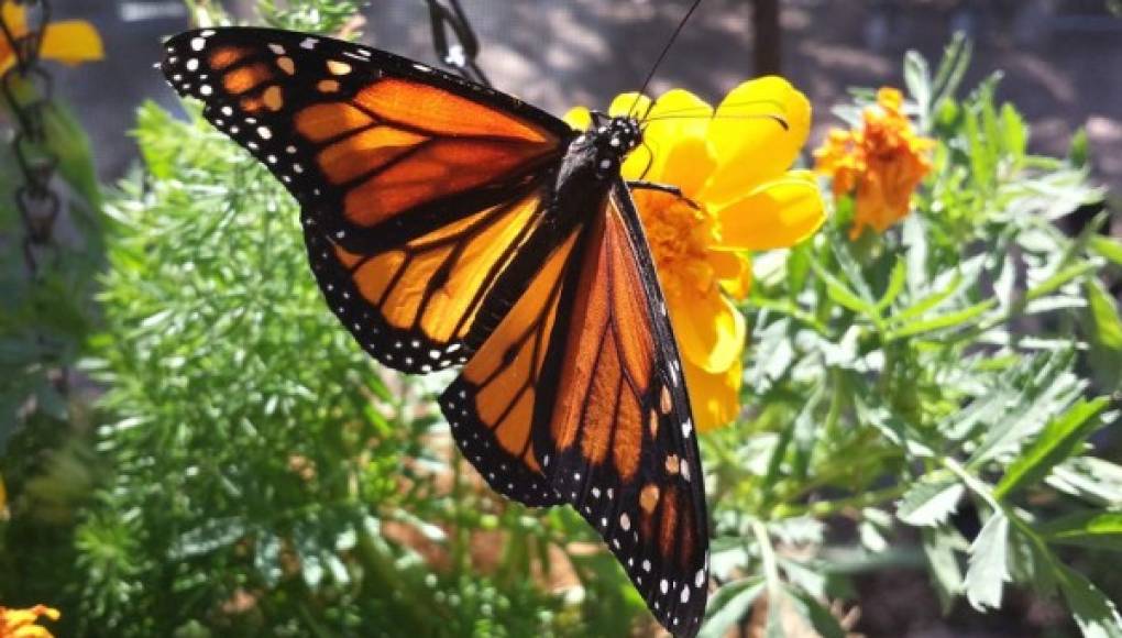 Las Monarca: verdaderas heroínas &nbsp;&nbsp;