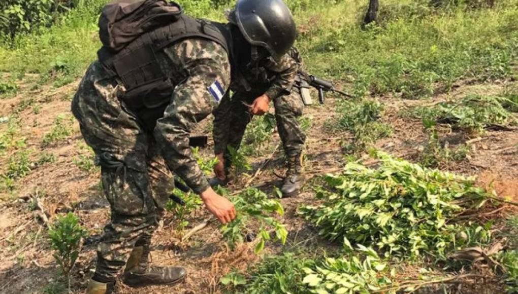 Colombianos sembraron las plantas de coca en Olancho