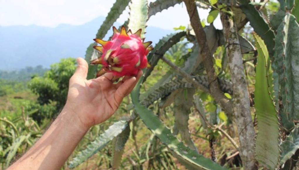 Plan nacional de pitahaya levanta a más de 2,000 productores del Corredor Seco    