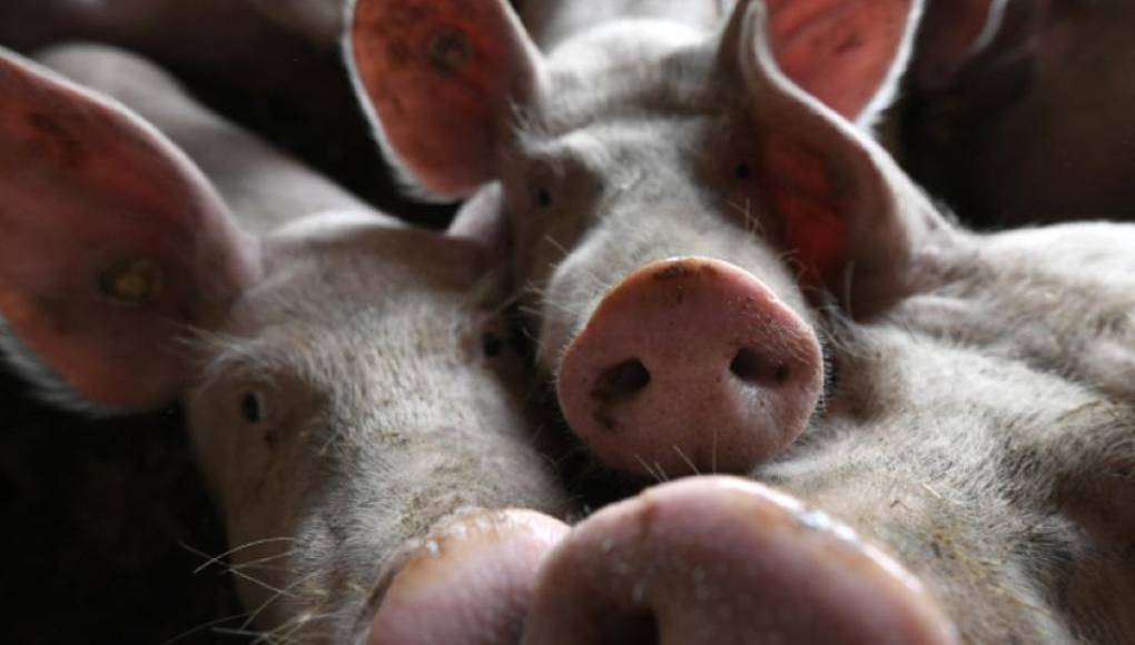 Científicos chinos crean proceso de clonación de cerdos 100 % robotizado