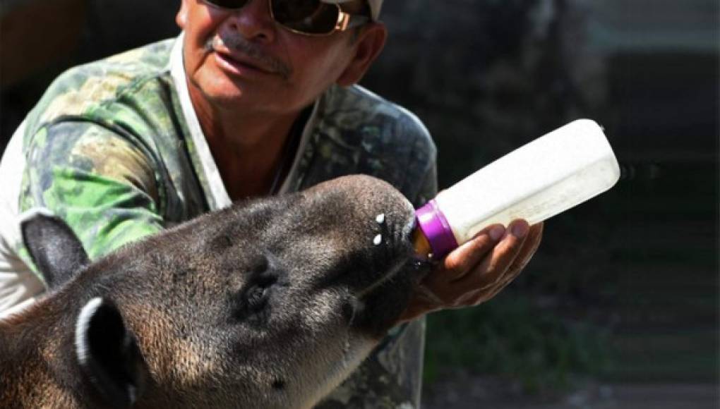 Salvar al tapir, la gran apuesta del zoológico hondureño Joya Grande  