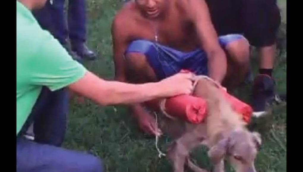 Honduras: Fiscalía investiga a jóvenes que pusieron explosivos a perro
