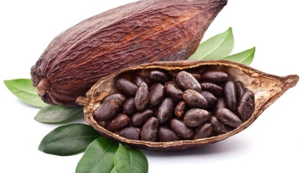 'Píldoras' de cacao para recuperar el sentido del gusto