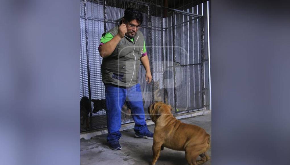 Más de 5,700 hondureños son atacados al año por perros